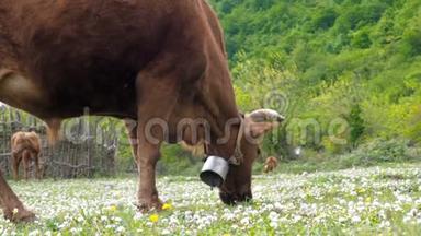 家养牲畜。 公牛在草地上放牧。 一群牛用三叶草在绿色的田野上放牧。